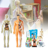 Human Anatomy – Oppiminen ja tutkiminen – Ihmiskehon mallipakkaus