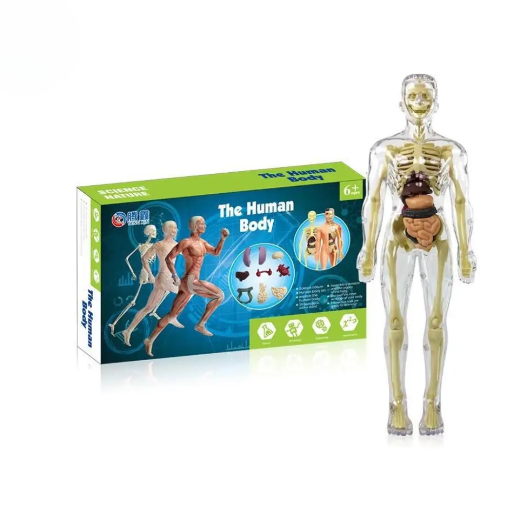 Human Anatomy – Oppiminen ja tutkiminen – Ihmiskehon mallipakkaus