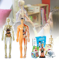 Thumbnail for Human Anatomy – Oppiminen ja tutkiminen – Ihmiskehon mallipakkaus