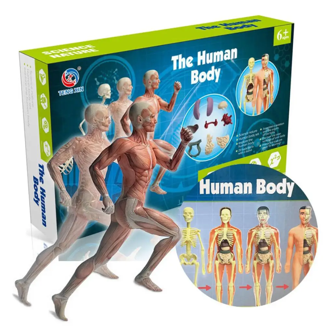 Human Anatomy – Oppiminen ja tutkiminen – Ihmiskehon mallipakkaus