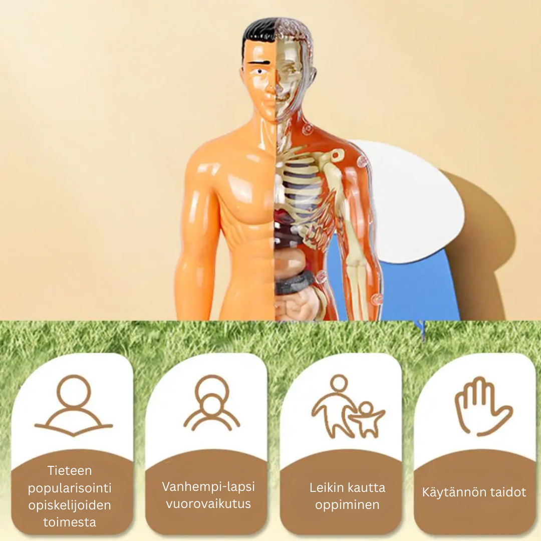Human Anatomy – Oppiminen ja tutkiminen – Ihmiskehon mallipakkaus