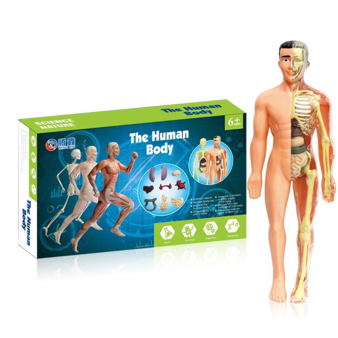 Human Anatomy – Oppiminen ja tutkiminen – Ihmiskehon mallipakkaus