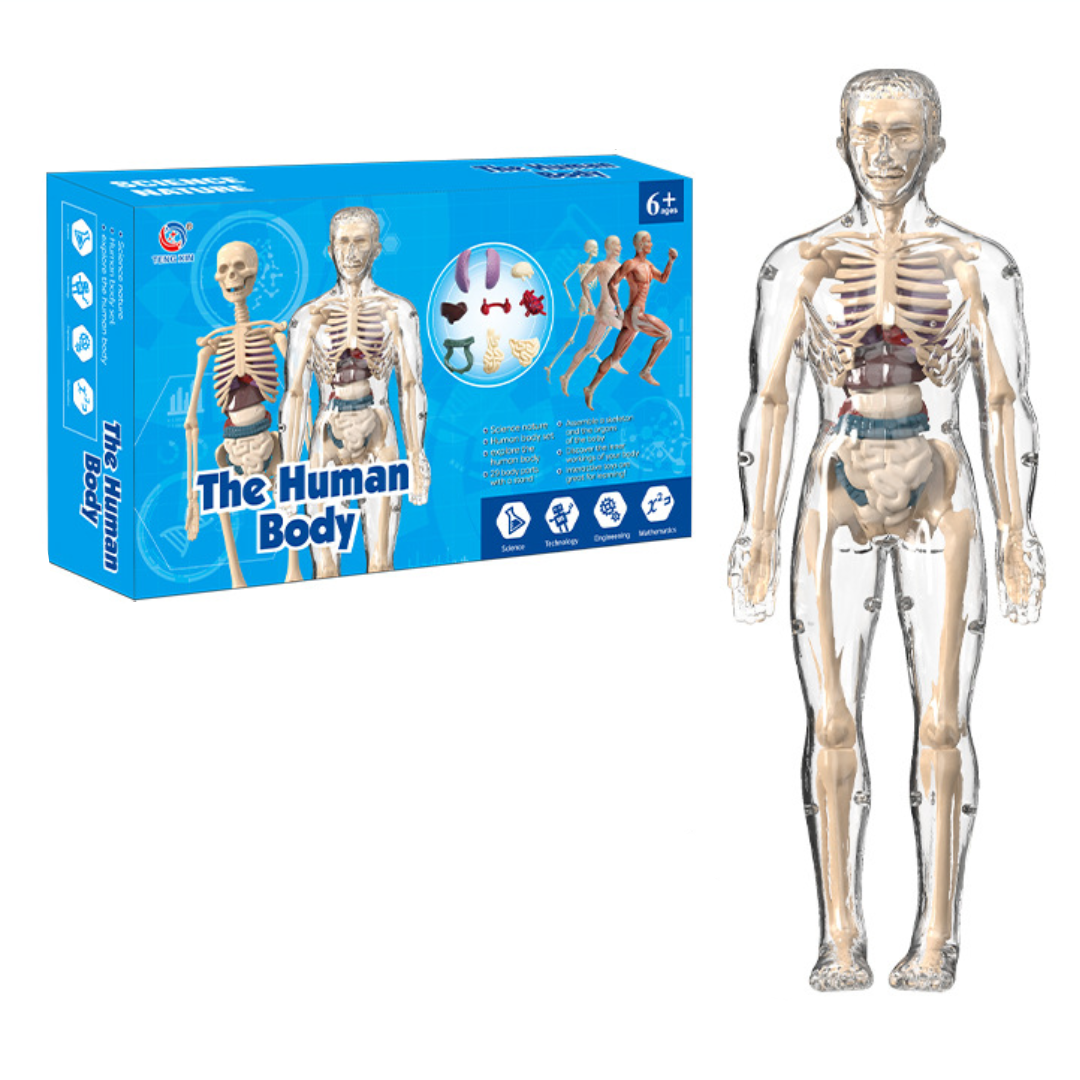 Human Anatomy – Oppiminen ja tutkiminen – Ihmiskehon mallipakkaus