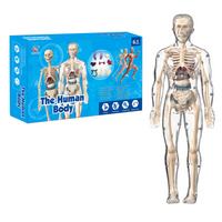 Thumbnail for Human Anatomy – Oppiminen ja tutkiminen – Ihmiskehon mallipakkaus