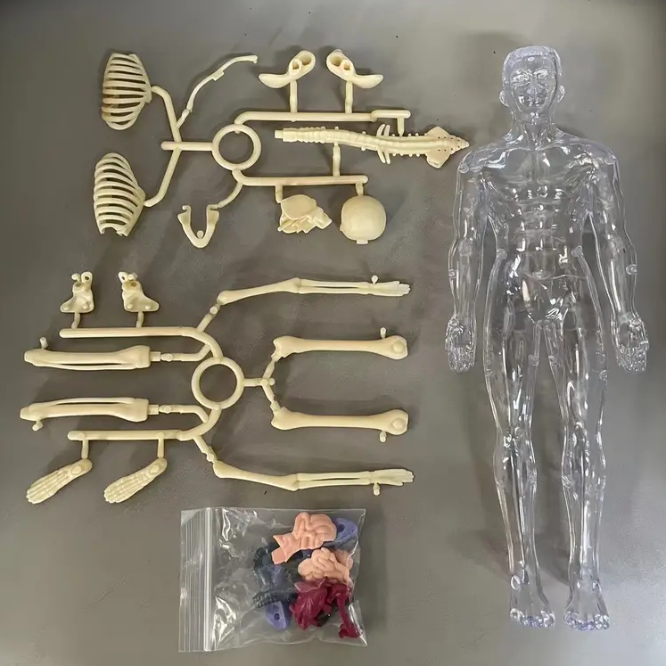 Human Anatomy – Oppiminen ja tutkiminen – Ihmiskehon mallipakkaus