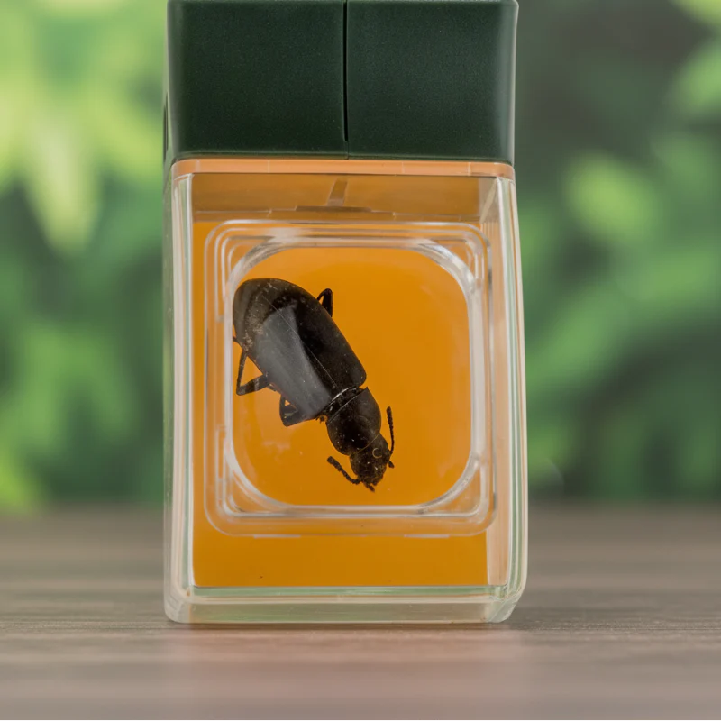 Bug Catcher with Magnifier – Löydä ja opi – Hyönteisten pyydystin